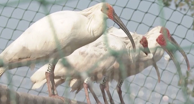 中国でトキ24羽が野生復帰 性比を近づけ繁殖を容易に