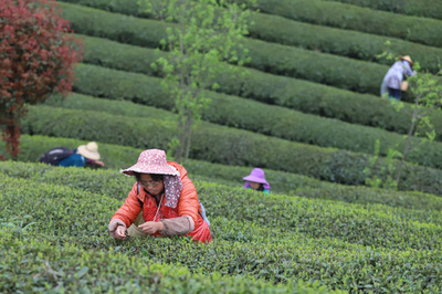 7000万人超を雇い脱貧困を手助け、中国の茶産業