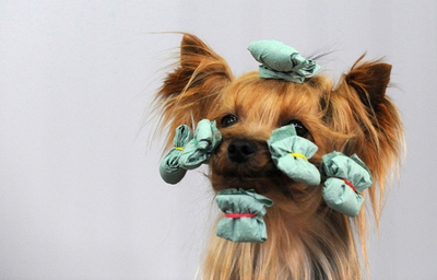 美しくなるのって大変、チェコのドッグショー