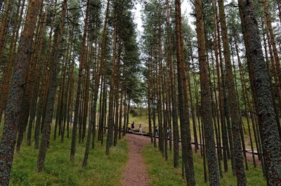 世界の森林消失率、90年比で大きく改善 国連報告書