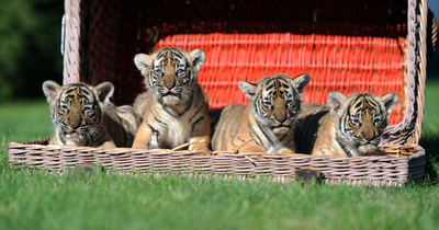 バスケットに入ったトラの赤ちゃんたち
