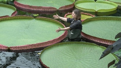 巨大スイレンの新種発見 英キュー王立植物園