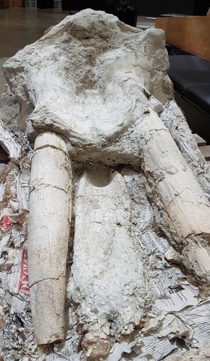 絶滅したゾウ祖先の希少な頭骨化石、仏農場で発見 世界初