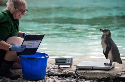 結果にドキドキ…英ロンドン動物園で恒例の身体測定