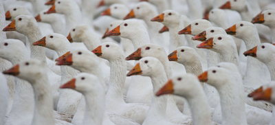 今年もシーズン到来、クリスマスにはガチョウをどうぞ