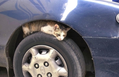 ネコの横断待ち停車で罰金、裁判所が返金命令 オランダ