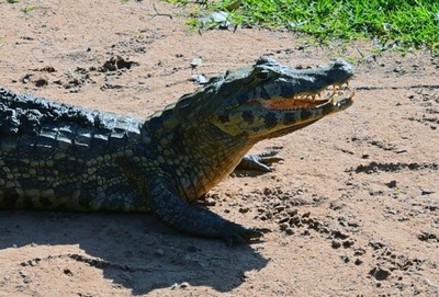 水中からこんにちは、ラグーンに潜むカイマン パラグアイ