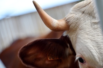 牛の角切りはダメ？ スイスで国民投票、注目の結果は…