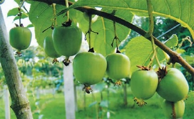 キウイとコケ、中国の重点保護野生植物リストに