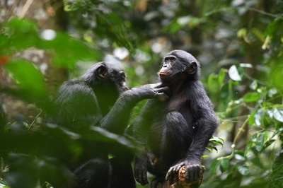 平和の象徴ボノボ、実は「ワル」がもてる? チンパンジーと比較研究