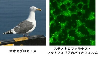 【摂南大学】海を渡るカモメ、薬剤耐性菌も運ぶ可能性 オオセグロカモメから医療上重要な耐性菌を検出