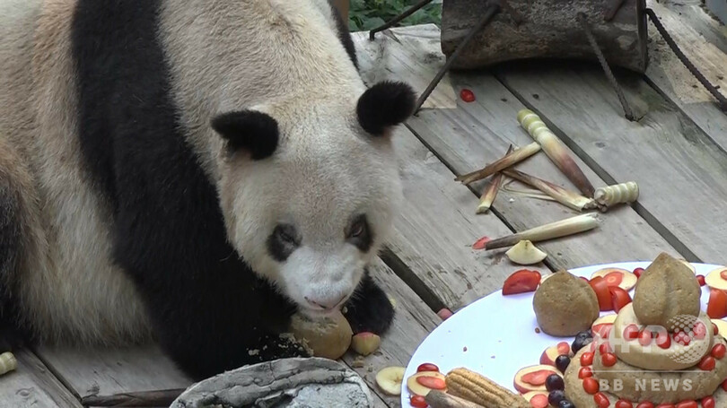 ご長寿パンダ「新星」、37歳の誕生日 世界最高齢で子孫130頭以上