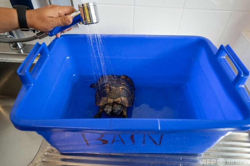 双頭のカメ「ヤヌス」、最長寿記録を更新 スイス