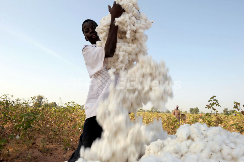 綿花の収穫で白一色に カメルーン 写真19枚 国際ニュース Afpbb News