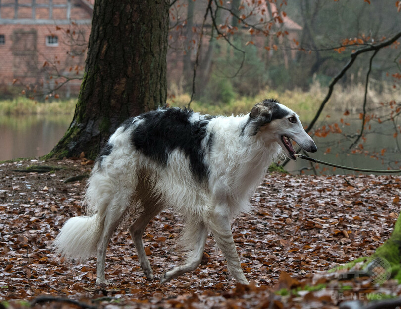 黒人男性、犬と散歩していただけで強盗の容疑者に 米加州