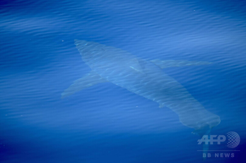 スペイン沖で30年ぶりにホオジロザメが確認される 写真1枚 国際ニュース Afpbb News