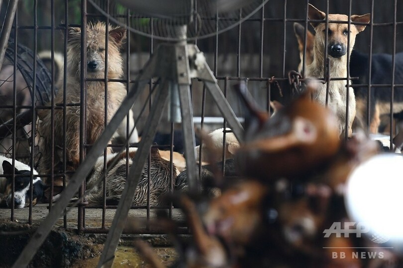 犬猫を毒殺し肉を販売か ペットさらい の男女を逮捕 ベトナム 写真3枚 国際ニュース Afpbb News