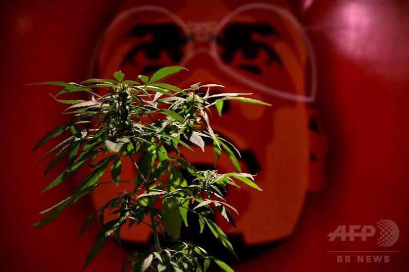 コロンビア、医療大麻を合法化