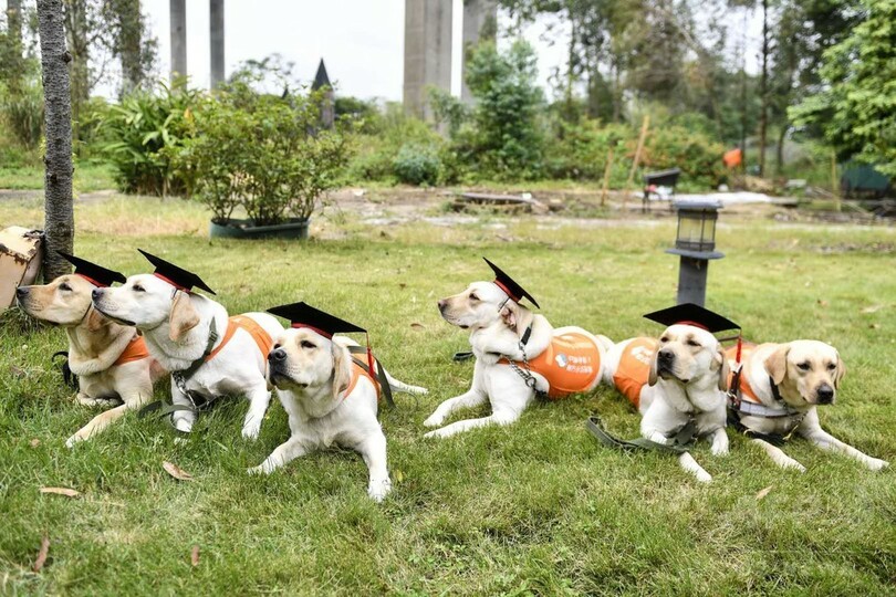 ボクたちも早くお役に立ちたい！　中国盲導犬南方師範基地から初の「卒業生」