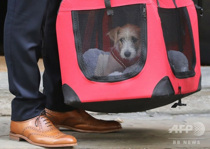 猫のラリーにライバル出現？ 英首相官邸に子犬が入居