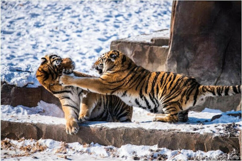 トラやヒョウの姿がふたたび 中国東北部の国立公園