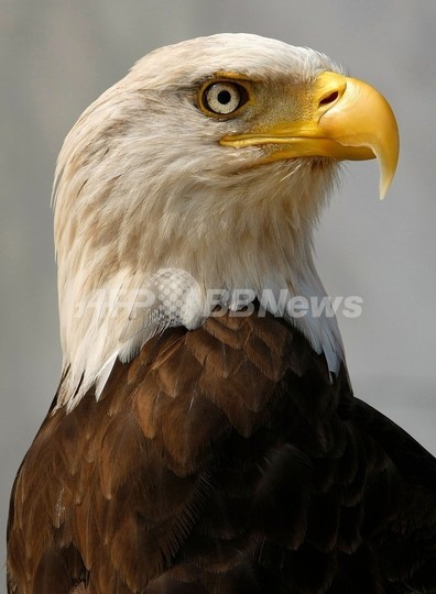 ハクトウワシ一家のネット中継が一大センセーション、米国 ハクトウワシ一家のネット中継が一大センセーション、米国