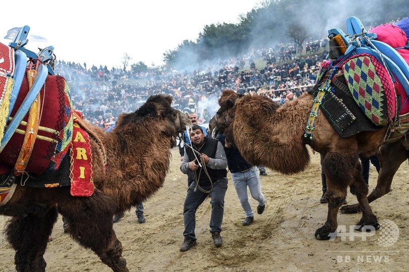 トルコでラクダ相撲 迫力満点のぶつかり合い 写真19枚 国際ニュース Afpbb News