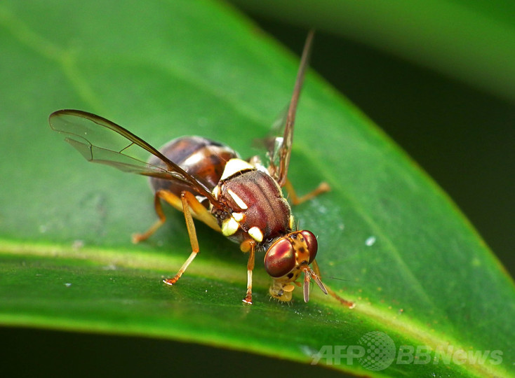 ハエたたきから身をかわすハエの動きを解明、米研究 ハエたたきから身をかわすハエの動きを解明、米研究