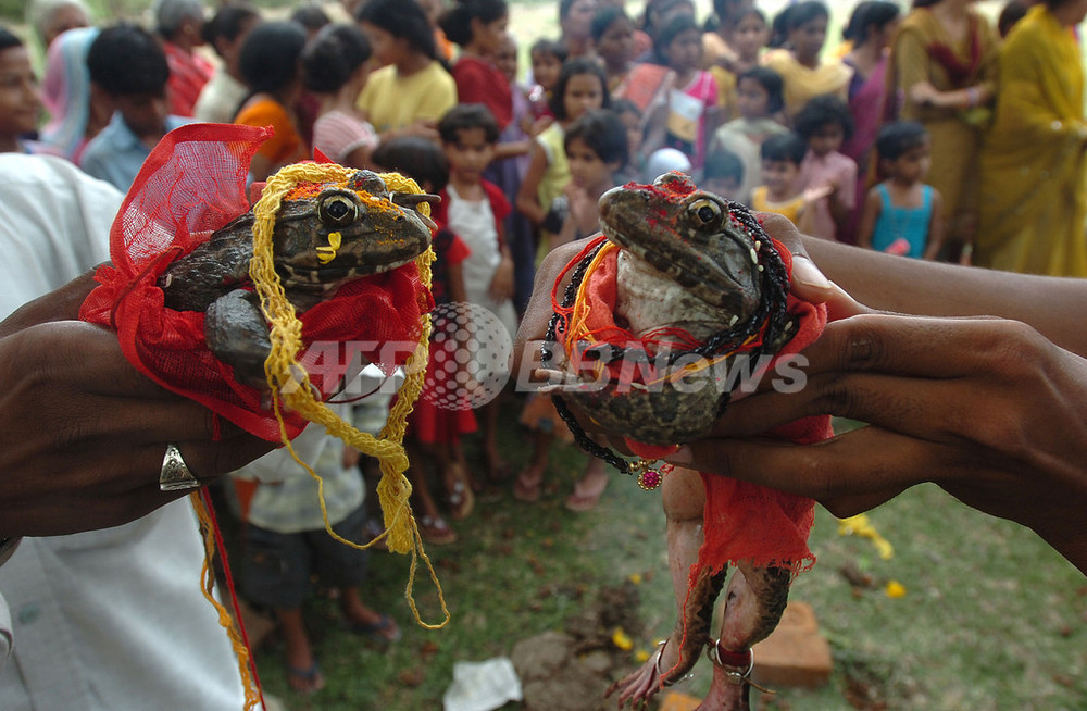 カエルの結婚式で雨ごい、インド 写真1枚 国際ニュース：AFPBB News