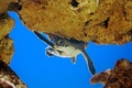 マレーシア首都クアラルンプールの水族館で飼育されているアオウミガメ（2006年6月12日撮影、資料写真）。(c)TEH ENG KOON / AFP