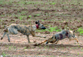 モロッコ北部Oued Jdidaで行われたジャッカル猟で、ジャッカルを追う猟犬スルーギ（2008年10月11日撮影）。(c)AFP/ABDELHAK SENNA