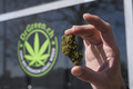 乾燥させた合法大麻草のつぼみ。スイス・ローザンヌのマリフアナ販売店「ドクター・グリーン」で（2017年4月7日撮影）。(c)AFP/FABRICE COFFRINI