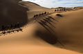 モロッコ南部のサハラ砂漠を歩くラクダ（2018年3月1日撮影、資料写真）。(c)AFP PHOTO / FADEL SENNA