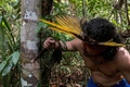 ブラジル北西部アマゾナス州マナウスの西にあるサテレマウェの居住地で、薬用植物を集めるアンドレ・サテレマウェさん（2020年5月17日撮影）。(c)Ricardo OLIVEIRA / AFP