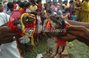 カエルの結婚式で雨ごい、インド 写真1枚 国際ニュース：AFPBB News