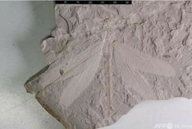 中国北部で1億6500万年前のトンボの完全な化石を発見 写真1枚 国際ニュース：AFPBB News