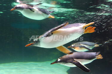 南極気分でスイスイ、豪メルボルン水族館のジェンツーペンギン 写真8枚