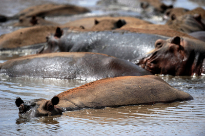干ばつ続くケニア、野生のカバが減少