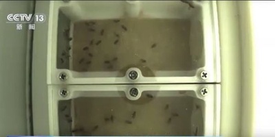 中国有人宇宙船 初めてショウジョウバエを搭載 将来はマウスも