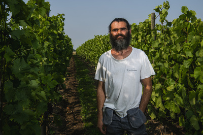 北欧のワイン造り、新種ブドウで気候条件克服 味は「申し分なし」