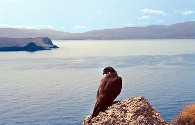 キプロスで絶滅危惧種のタカ数十羽、「射撃練習」で撃ち殺される