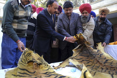 女密売人2人から押収したトラの皮、インド