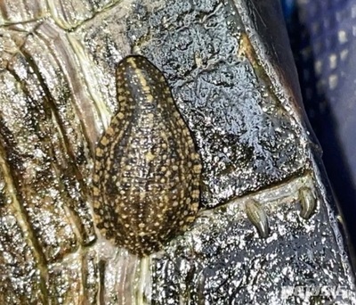 韓国で「見つかったことのない」ヒル発見…「貧血・呼吸困難」注意呼びかけ