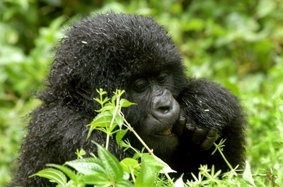 コンゴの紛争、レンジャーが大量避難でマウンテンゴリラが危機