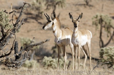 米メキシコ国境の壁建設、地域の生態系にも影響
