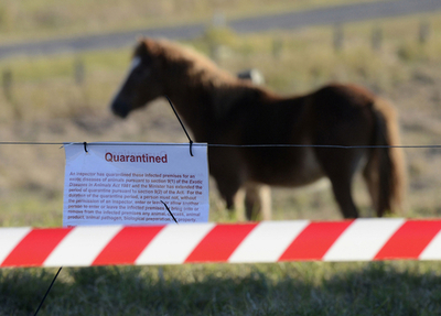 馬に感染のヘンドラウイルス、犬でも見つかる 豪州
