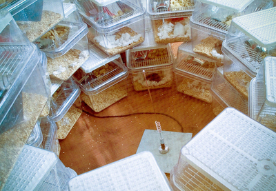 携帯電話の電磁波がアルツハイマー病に効果？米研究