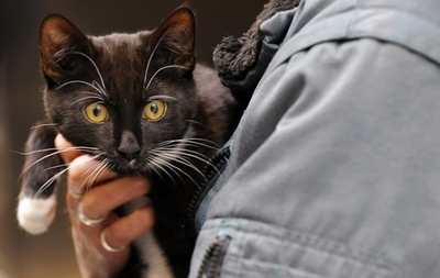 「ベルリン最速のネコ」を救出、ドイツ