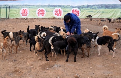 動物虐待を止めろ！ 急がれる法整備
