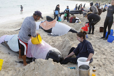 救出されたクジラ、浅瀬に舞戻る オーストラリア南西部